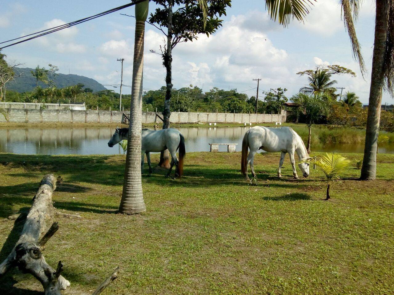 Sítio, 3 quartos, 2 hectares - Foto 14
